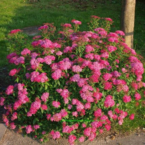 Спірея японська Anthony Waterer 3 річна, Спирея японская Энтони Ватерер, Spiraea japonica Anthony Waterer, фото 1