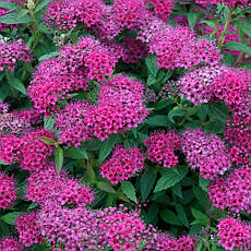 Спірея японська Anthony Waterer 3 річна, Спирея японская Энтони Ватерер, Spiraea japonica Anthony Waterer, фото 4