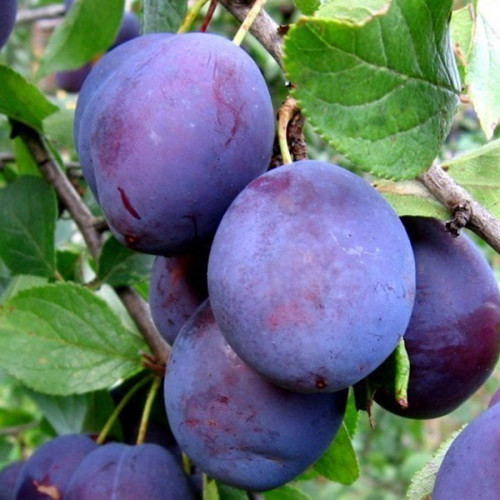 Саджанець Сливи Волошка, фото 1