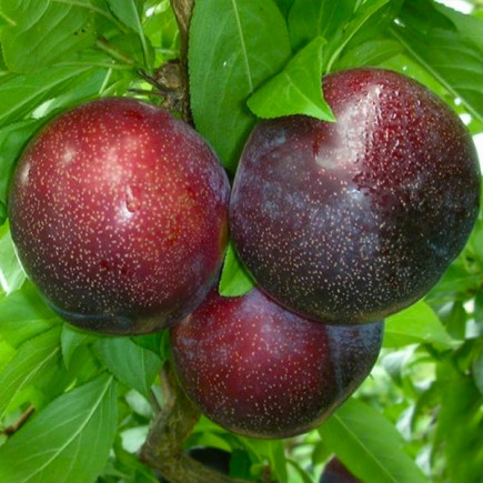 Саджанець Сливи Кримсон Гло, фото 1