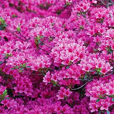 Рододендрон щільний Amoenum 2 річний, Рододендрон щільний Амоенум, Rhododendron Amoenum, фото 2