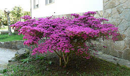 Рододендрон щільний Amoenum 2 річний, Рододендрон щільний Амоенум, Rhododendron Amoenum, фото 4