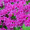 Рододендрон щільний Amoenum 2 річний, Рододендрон щільний Амоенум, Rhododendron Amoenum, фото 6
