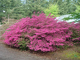 Рододендрон щільний Amoenum 2 річний, Рододендрон щільний Амоенум, Rhododendron Amoenum, фото 5