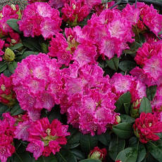 Рододендрон гібридний Germania 3 річний, Рододендрон гибридный Германия, Rhododendron Germania, фото 3