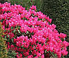 Рододендрон гібридний Germania 3 річний, Рододендрон гибридный Германия, Rhododendron Germania, фото 8