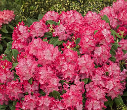 Рододендрон гібридний Germania 3 річний, Рододендрон гибридный Германия, Rhododendron Germania, фото 5