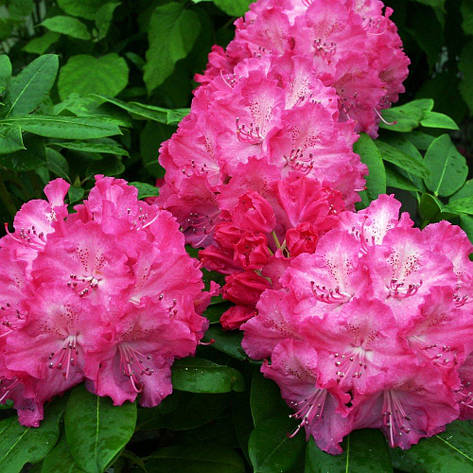 Рододендрон гібридний Germania 3 річний, Рододендрон гибридный Германия, Rhododendron Germania, фото 1