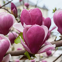 Саженцы Магнолии гибридной Рустика Рубра (Magnolia hibrida Rustica Rubra) Р9