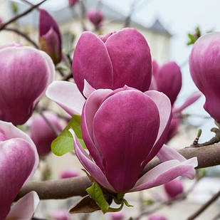 Саджанці Магнолії гібридної Рустика Рубра (Magnolia hibrida Rustica Rubra) Р9