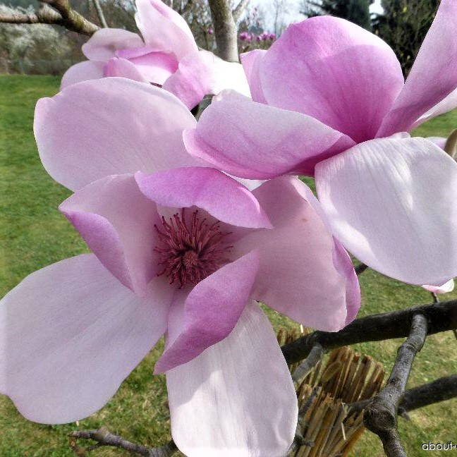 Саджанці Магнолії гібридної Коутс (Magnolia hibrida Coates) Р9