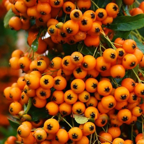 Саджанці Піраканти яскраво-червоної Оранж Чармер (Pyracantha coccinea Orange Charmer) Р9