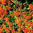 Саджанці Піраканти яскраво-червоної Оранж Чармер (Pyracantha coccinea Orange Charmer) Р9, фото 2