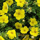 Саджанці Перстачу Кобольд (Potentilla fruticosa Kobold) Р9, фото 2