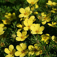 Саженцы Лапчатки Кобольд (Potentilla fruticosa Kobold) Р9