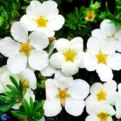 Саджанці Перстачу Мак Кейс Уайт (Potentilla fruticosa McKay's White) Р9