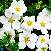 Саженцы Лапчатки Мак Кейс Уайт (Potentilla fruticosa McKay's White) Р9