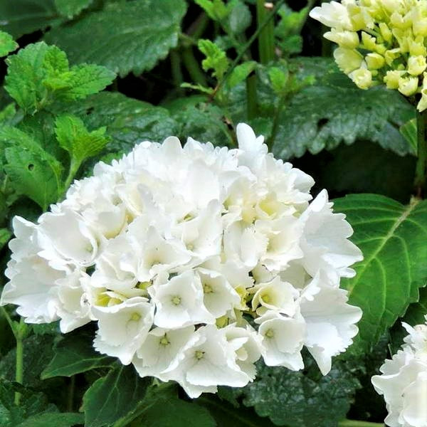 Саджанці Гортензії крупнолистної Вуду (Hydrangea macrophylla Wudu) Р9