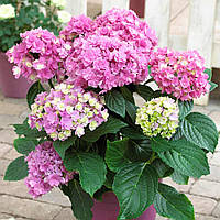 Саженцы Гортензии крупнолистной Ю энд Ми Тугезе (Hydrangea macrophylla You and Me Together) Р9