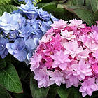 Саджанці Гортензії крупнолистної Форевер енд Евер (Hydrangea macrophylla Forever & Ever Double Pink / Blue) Р9, фото 2