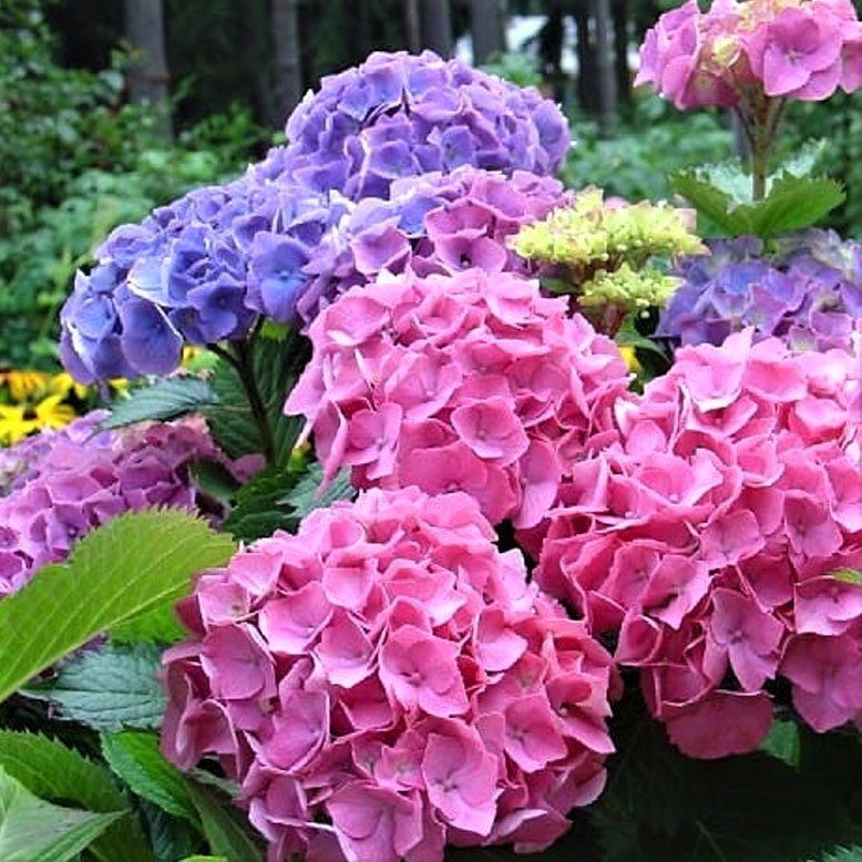 Саджанці Гортензії крупнолистної Форевер енд Евер (Hydrangea macrophylla Forever & Ever Double Pink / Blue) Р9