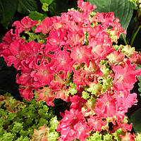 Саженцы Гортензии крупнолистной Керли Спарк Хот Пинк (Hydrangea macrophylla Curly Sparkle Hot Pink) Р9