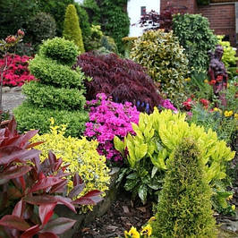 Декоративні чагарники