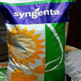 Соняшник Насіння Syngenta Санбро МР Сингента 2024 рік