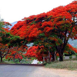 Декоративні дерева