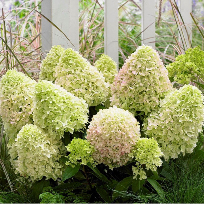 Саджанці Гортензії волотистої Літл Спуки (Hydrangea paniculata Little Spooky) Р9