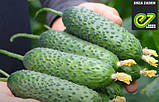 Насіння огірка Ронел F1 (250 нас.) Enza Zaden, фото 2