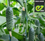 Насіння огірка Ронел F1 (250 нас.) Enza Zaden, фото 4
