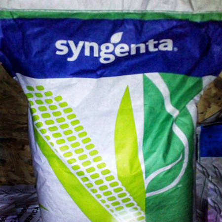 Насіння кукурудзи Syngenta СІ Респект ФАО 240 посівний гібрид кукурудзи Сінгента СІ Респект, фото 2