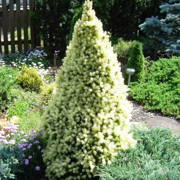 Саджанці ялини канадської Сан Он Зе Скай (Picea glauca Sun on the Sky) 3-х річна С5