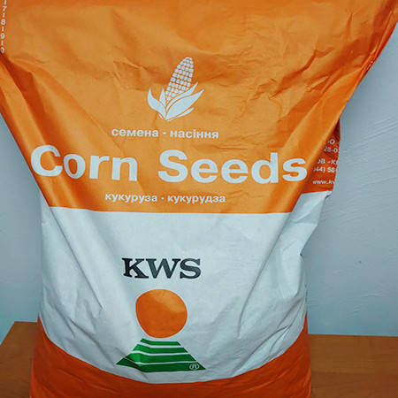 Насіння кукурудзи KWS 2370 ФАО 280 посівної гібрид кукурудзи КВС 2370, фото 2