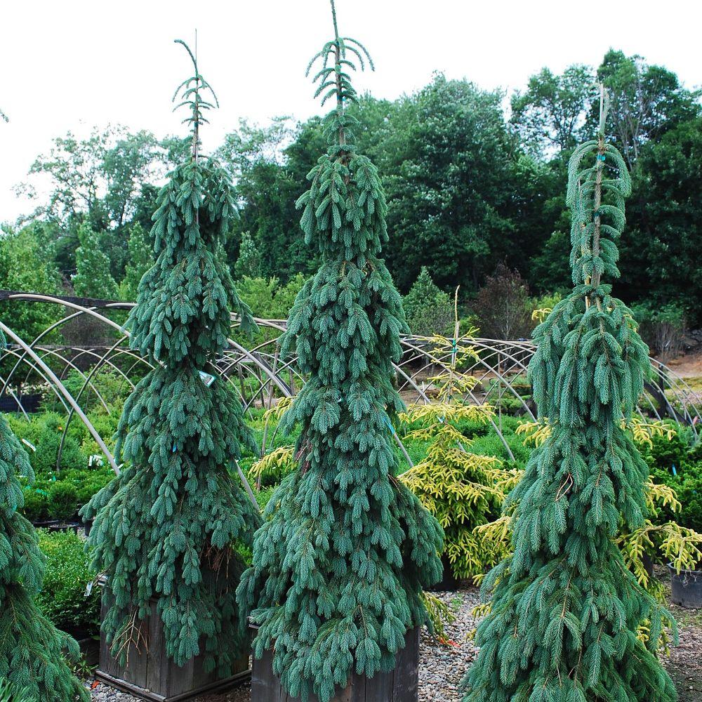 Саджанці Ялини канадської сиза Пендула (Picea glauca Pendula) С7.5