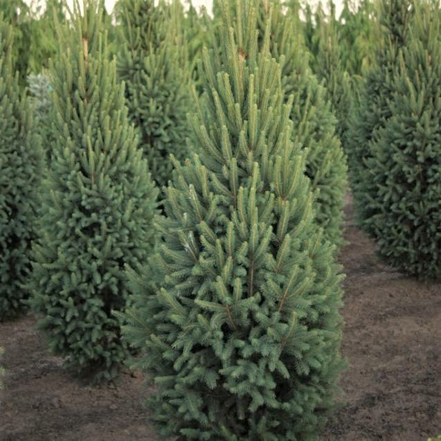 Саджанці Ялини звичайної Купрессина, 4-х річна (Picea abies Cupressina) С3