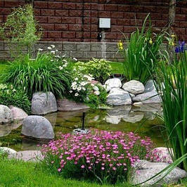 Рослини водні для ставка