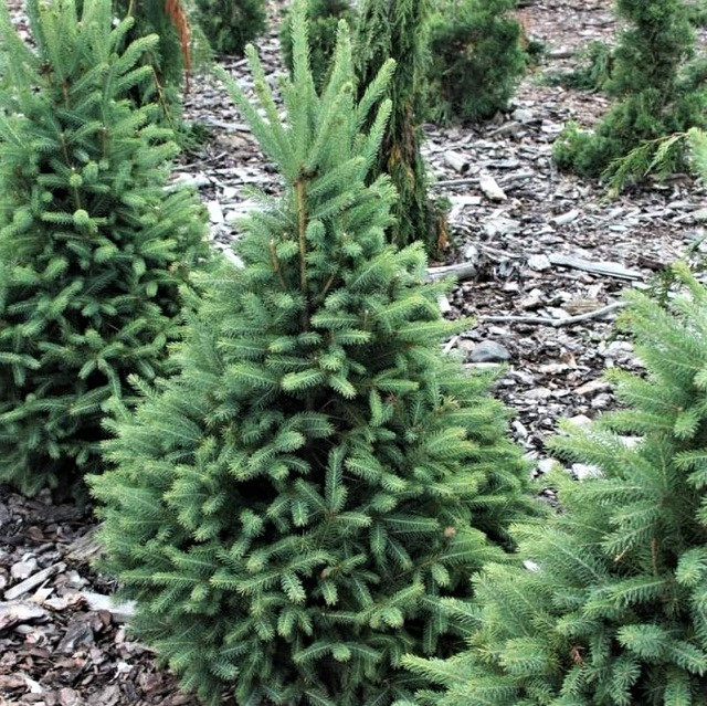 Саджанці Ялини канадської Сіндерелла, 4-х річна (Picea glauca Cinderella) С3