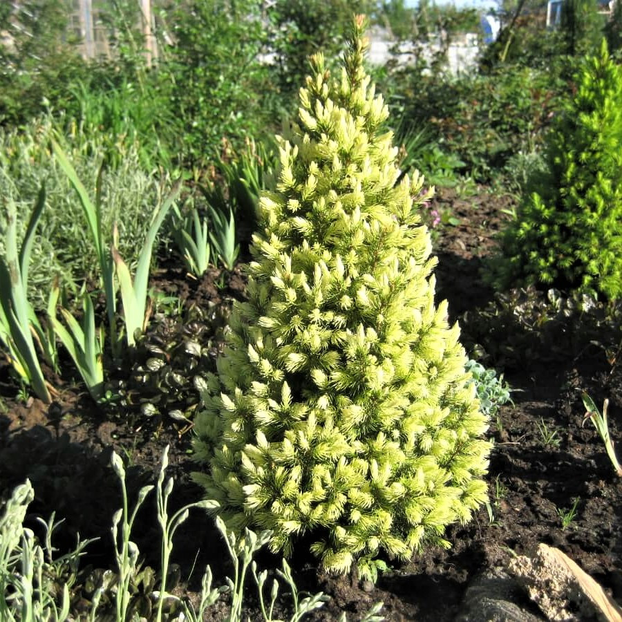 Саджанці ялини канадської Старлайт, 4-х річна (Picea glauca Starlight) С3