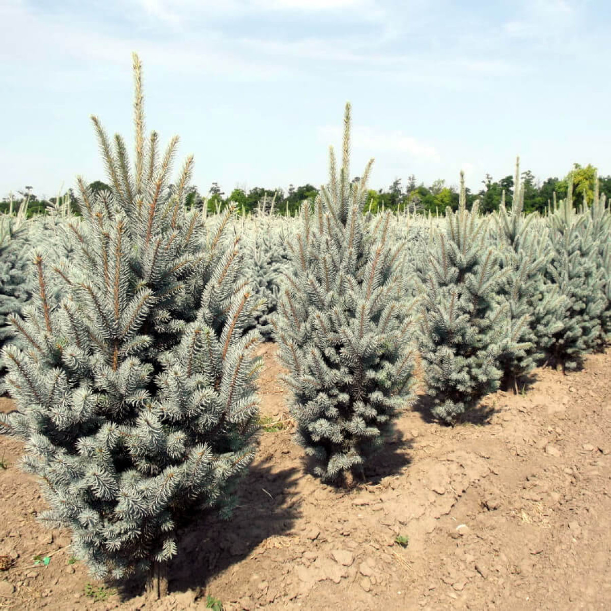 Саджанці Ялини колючої Изели Фастігіата (Picea pungens Iseli Fastigiate) 3-х річна С5