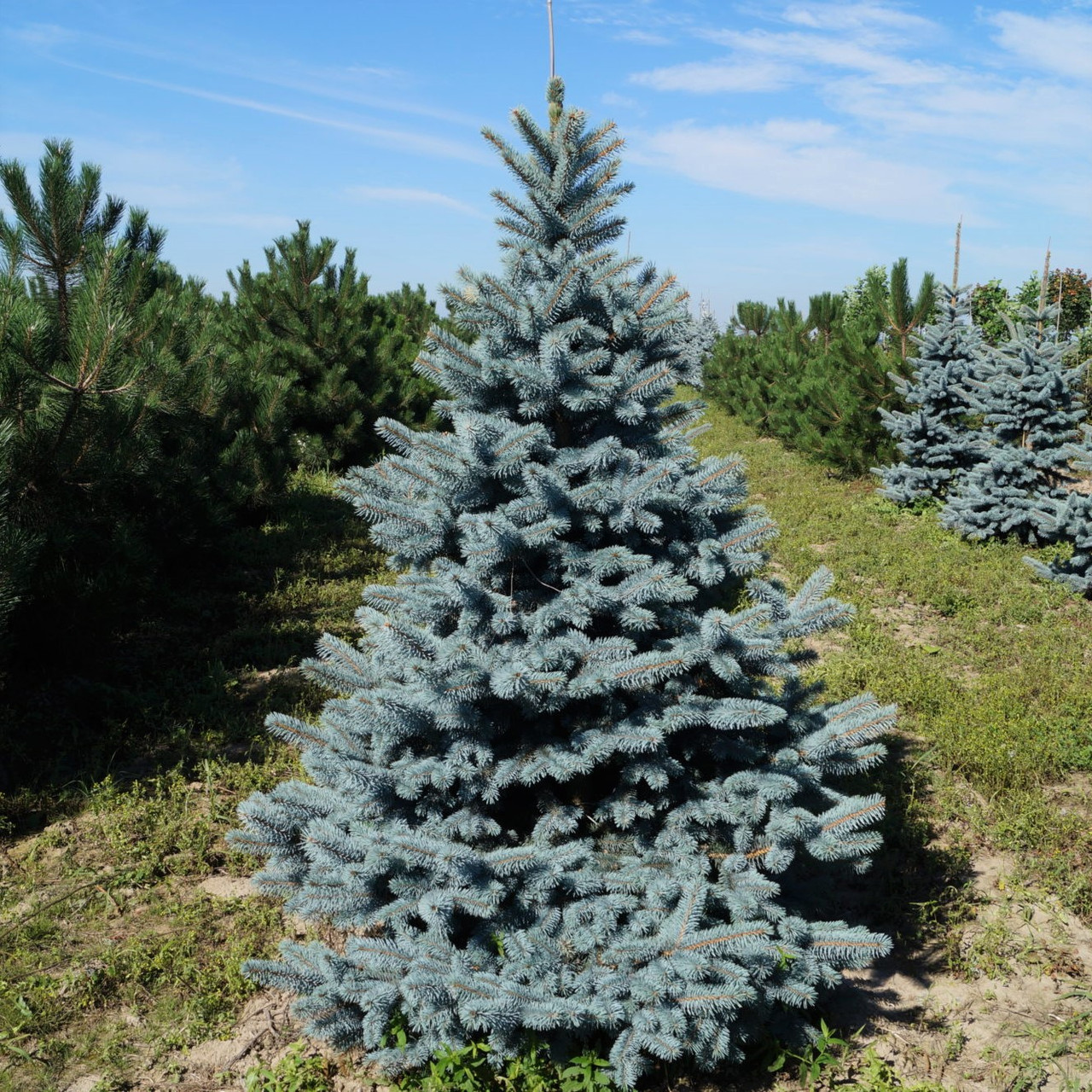 Саджанці Ялини колючої Ольденбург (Picea pungens Oldenburg) 3-х річна С5