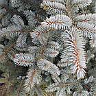 Саджанці Ялини колючої Ольденбург (Picea pungens Oldenburg) 3-х річна С5, фото 2