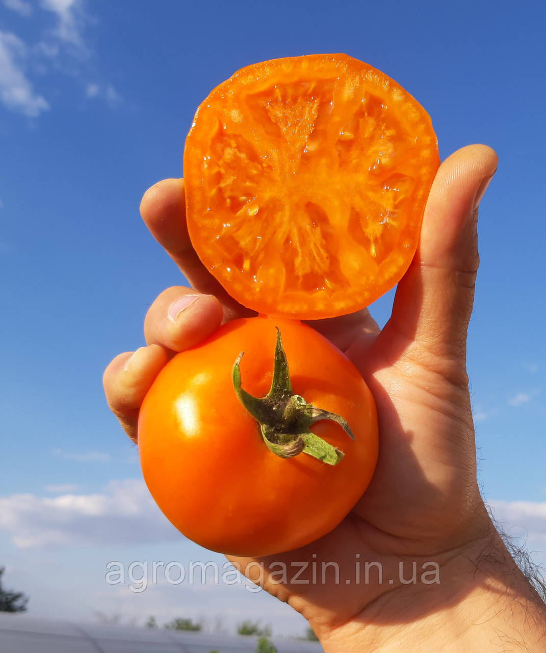 Томат Батур F1 (1000нас.) детермінантний