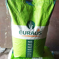 Семена кукурузы Euralis ЕС Кубус ФАО 310 посевной гибрид кукурудзы Евралис ЕС Кубус