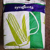 Семена кукурузы Syngenta СИ Енигма ФАО 230 посевной гибрид кукурудзы Сингента СИ Энигма