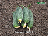 Ніборі F1(KS 90) насіння огірка Kitano 250 шт, фото 6