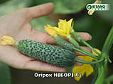 Ніборі F1(KS 90) насіння огірка Kitano 1000 шт, фото 2