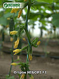 Ніборі F1(KS 90) насіння огірка Kitano 1000 шт, фото 4