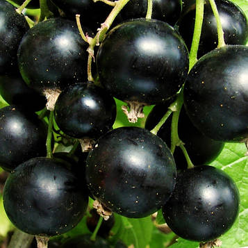 Саджанці смородини чорної Кентавр - раннє, урожайна, скороплодная